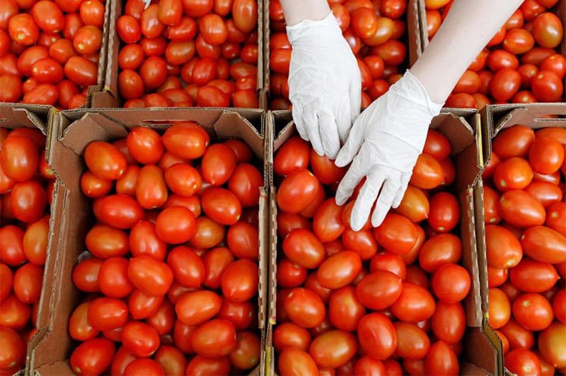 images/1674029071046tomato sorter.jpg